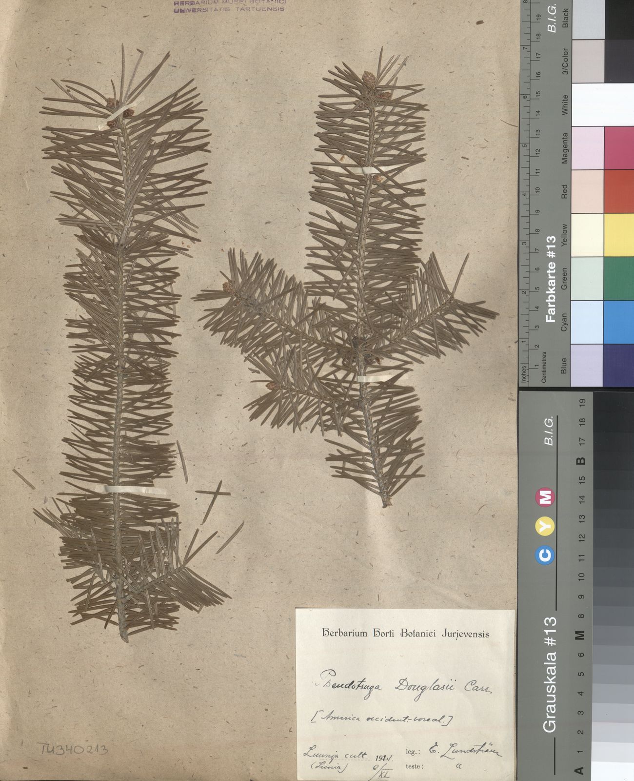 Pseudotsuga menziesii