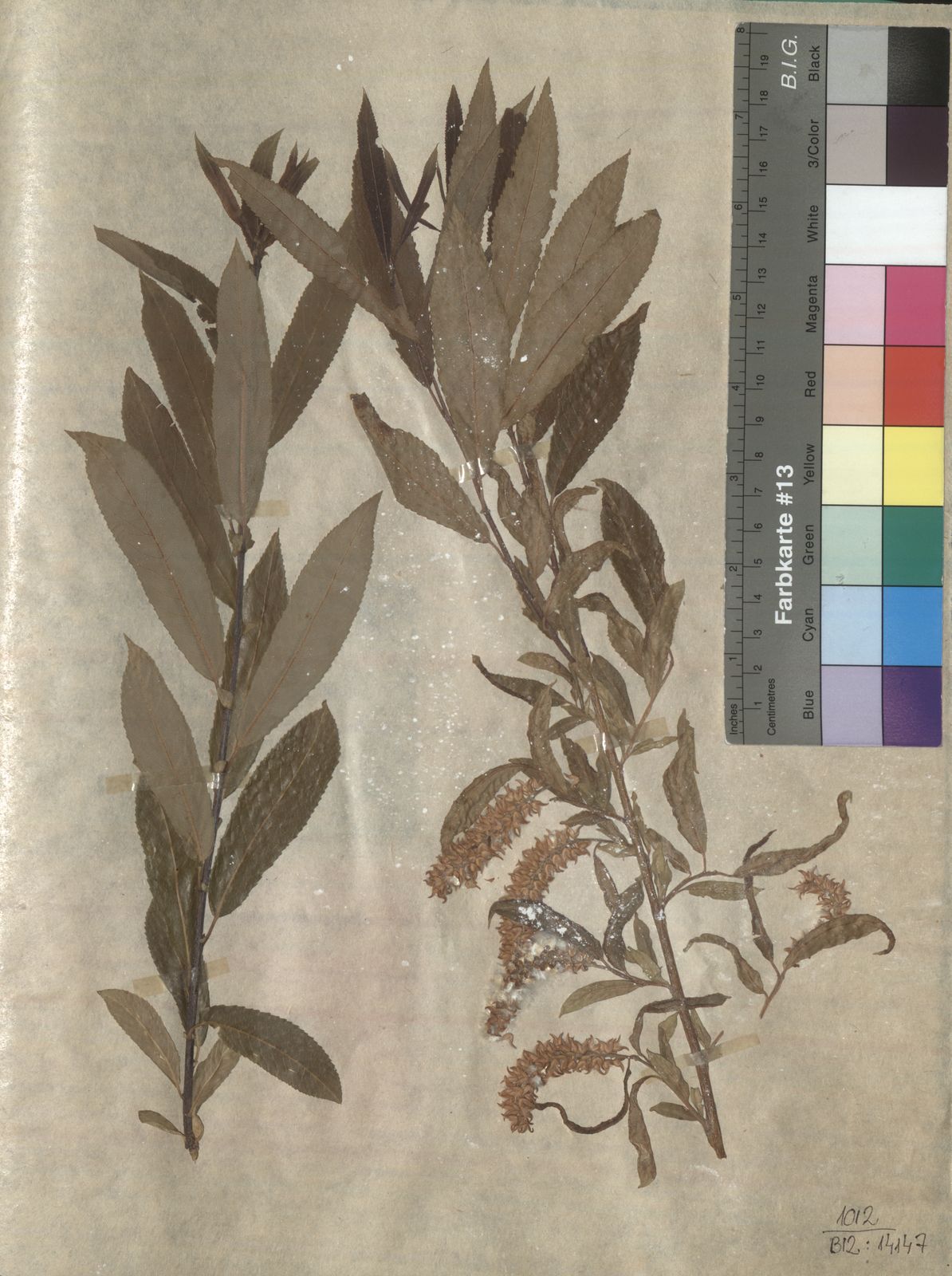 Salix triandra
