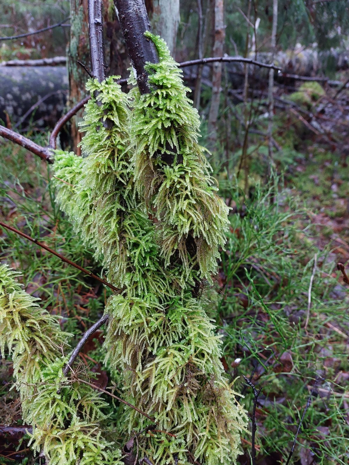 Eurhynchium angustirete