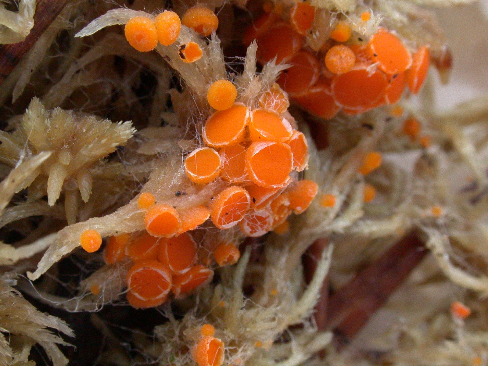 Byssonectria terrestris