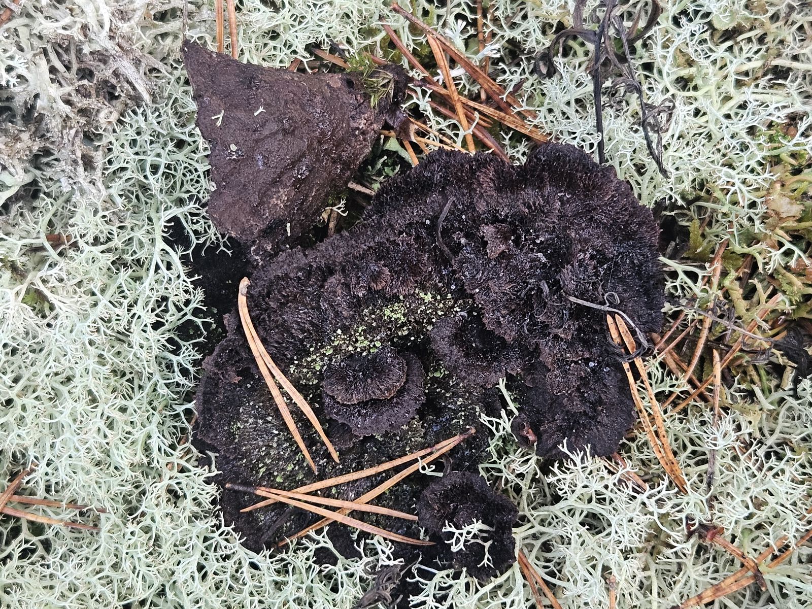 Thelephora terrestris