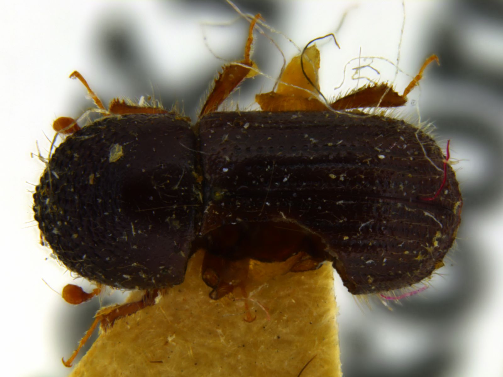 Xyleborus dispar