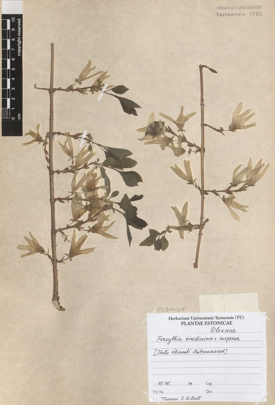 Forsythia viridissima