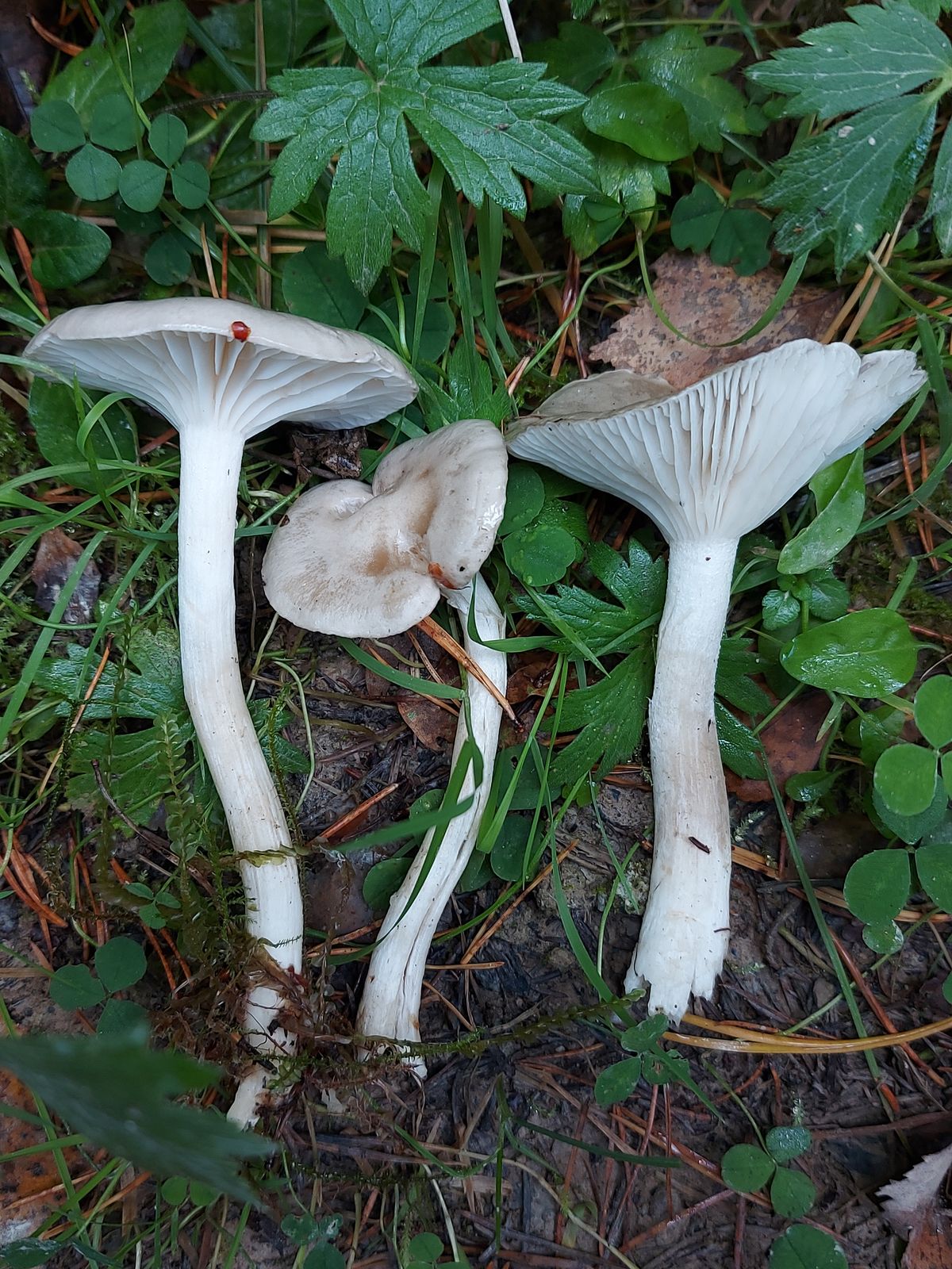 Hygrophorus agathosmus
