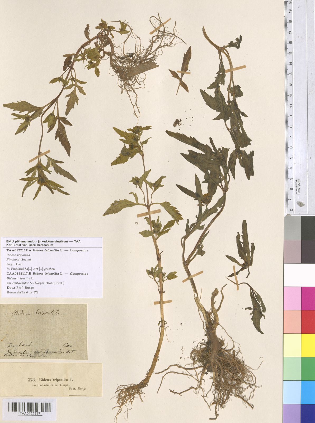 Bidens tripartita