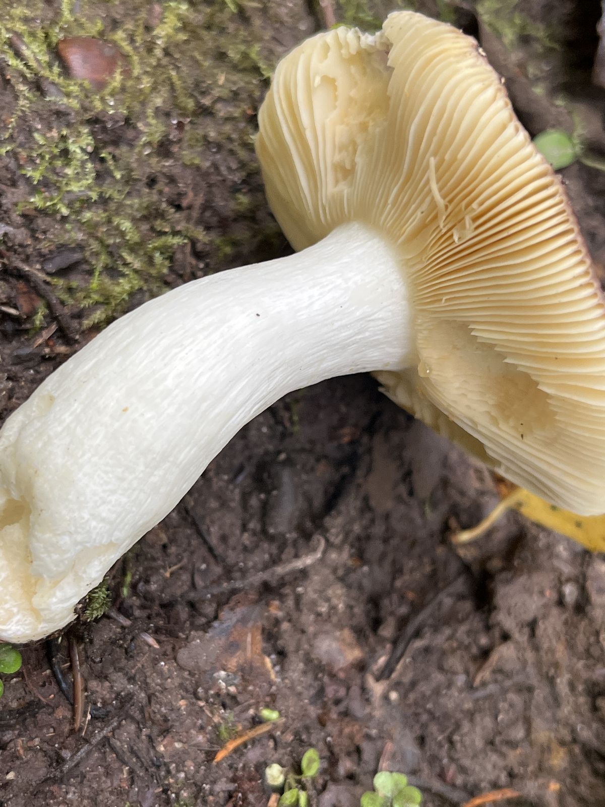 Russula firmula
