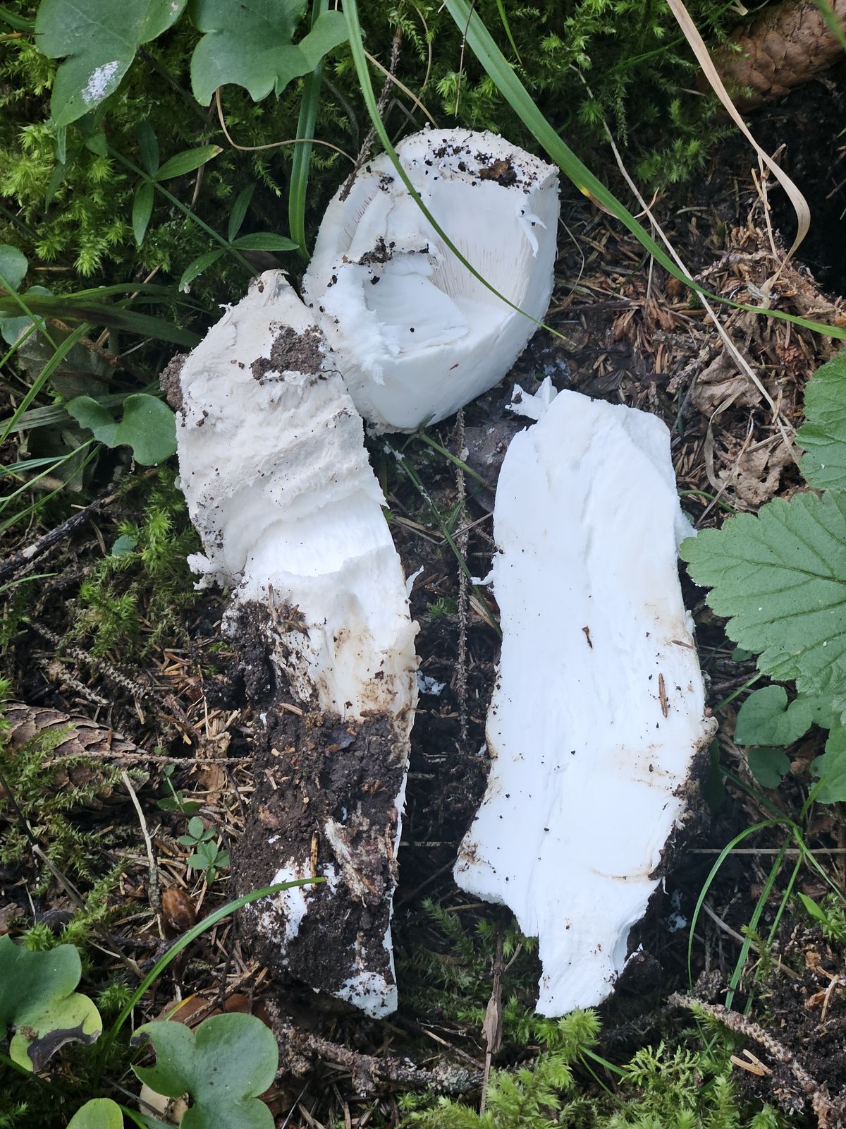 Amanita strobiliformis