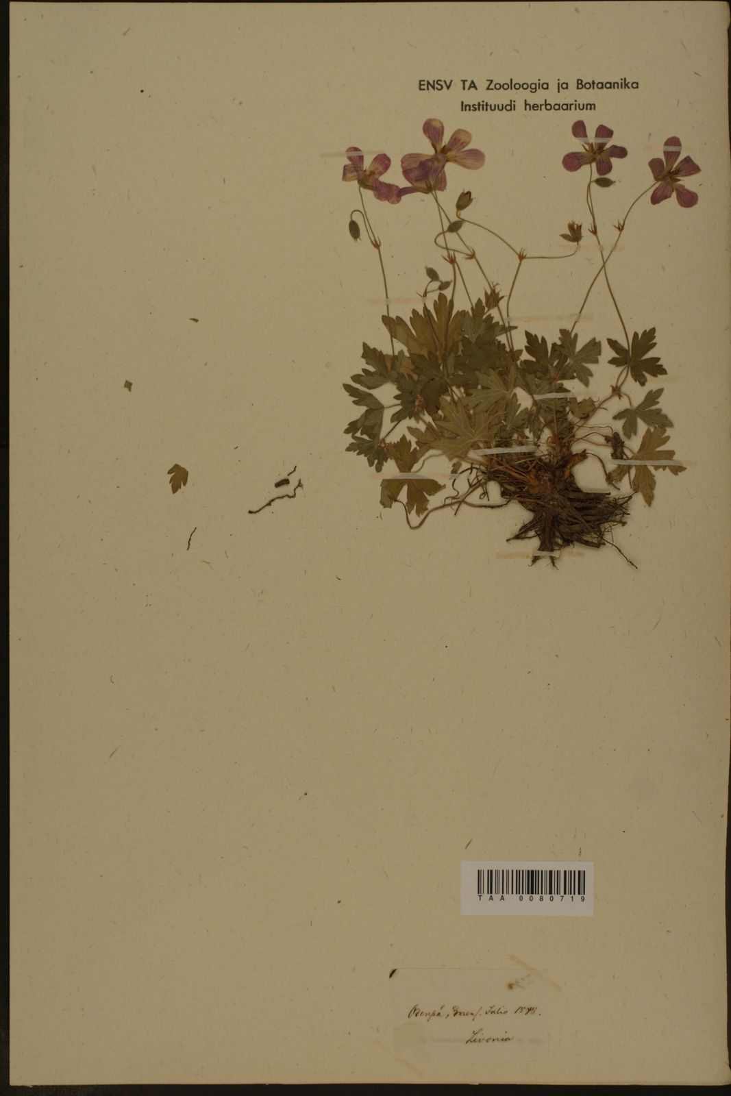 Geranium palustre