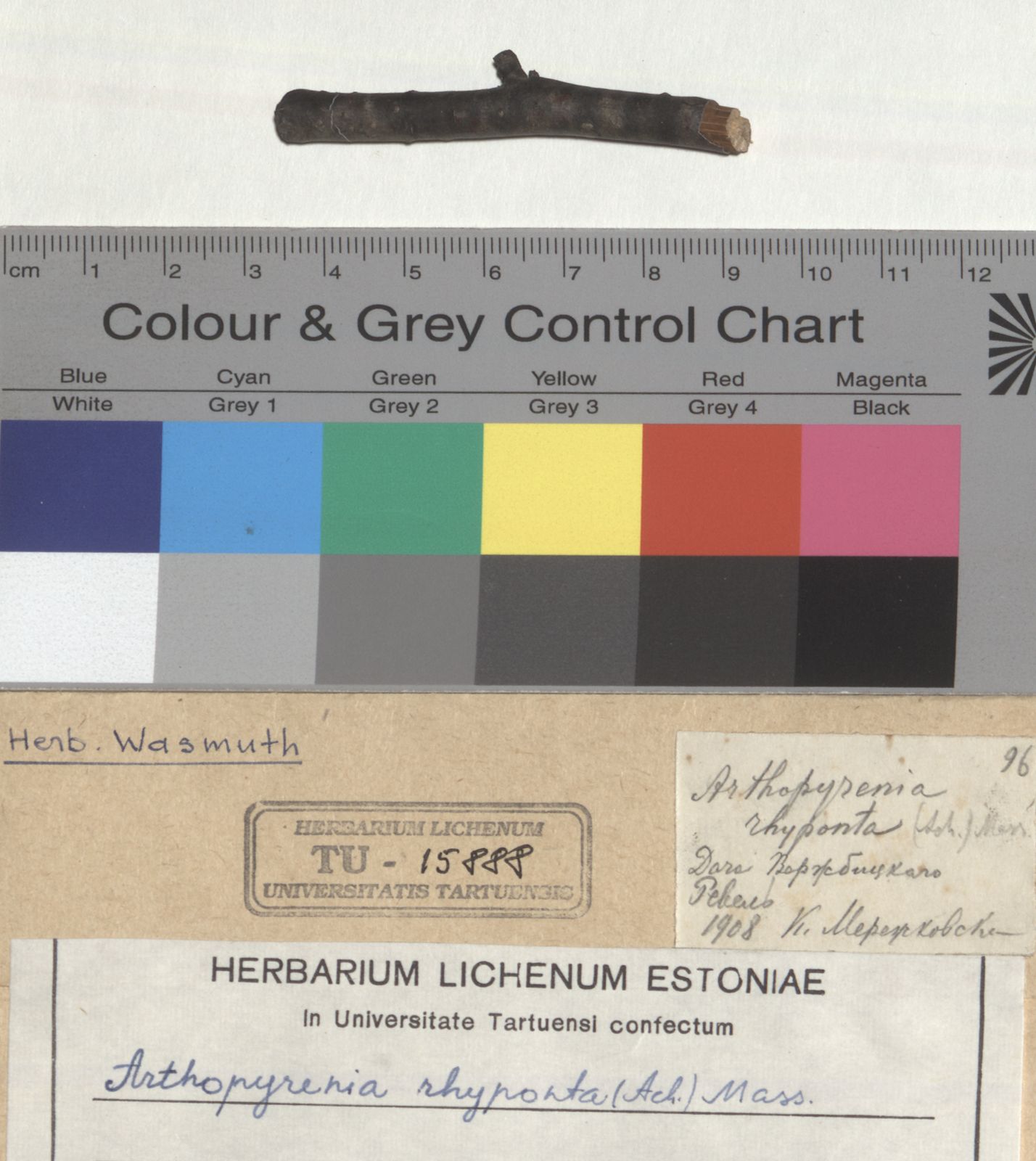 Naetrocymbe rhyponta