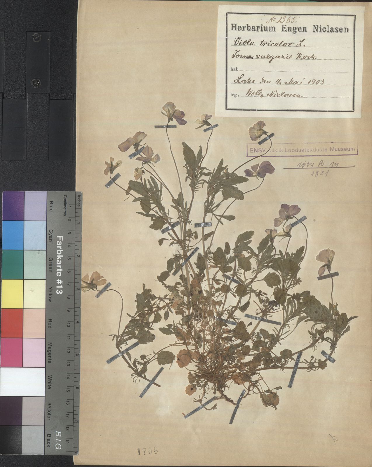 Viola tricolor subsp. tricolor