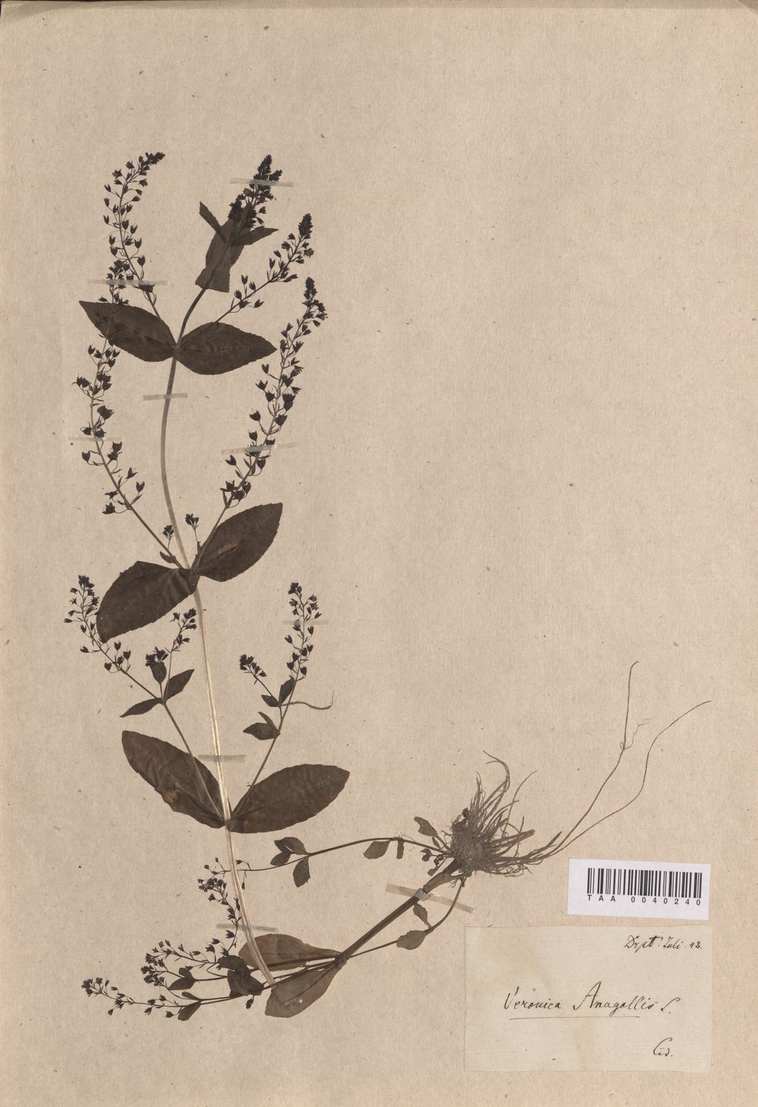 Veronica anagallis-aquatica