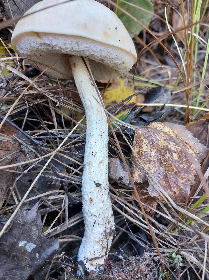 Leccinum holopus