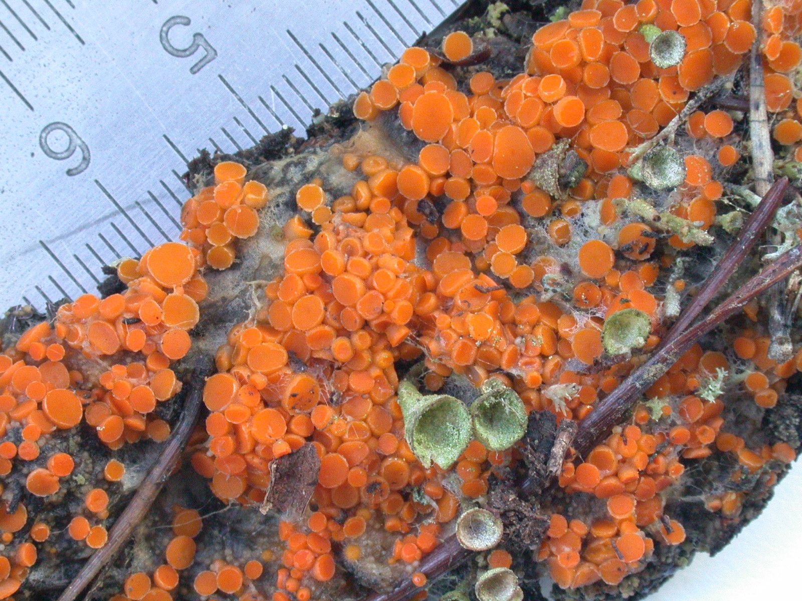 Byssonectria terrestris