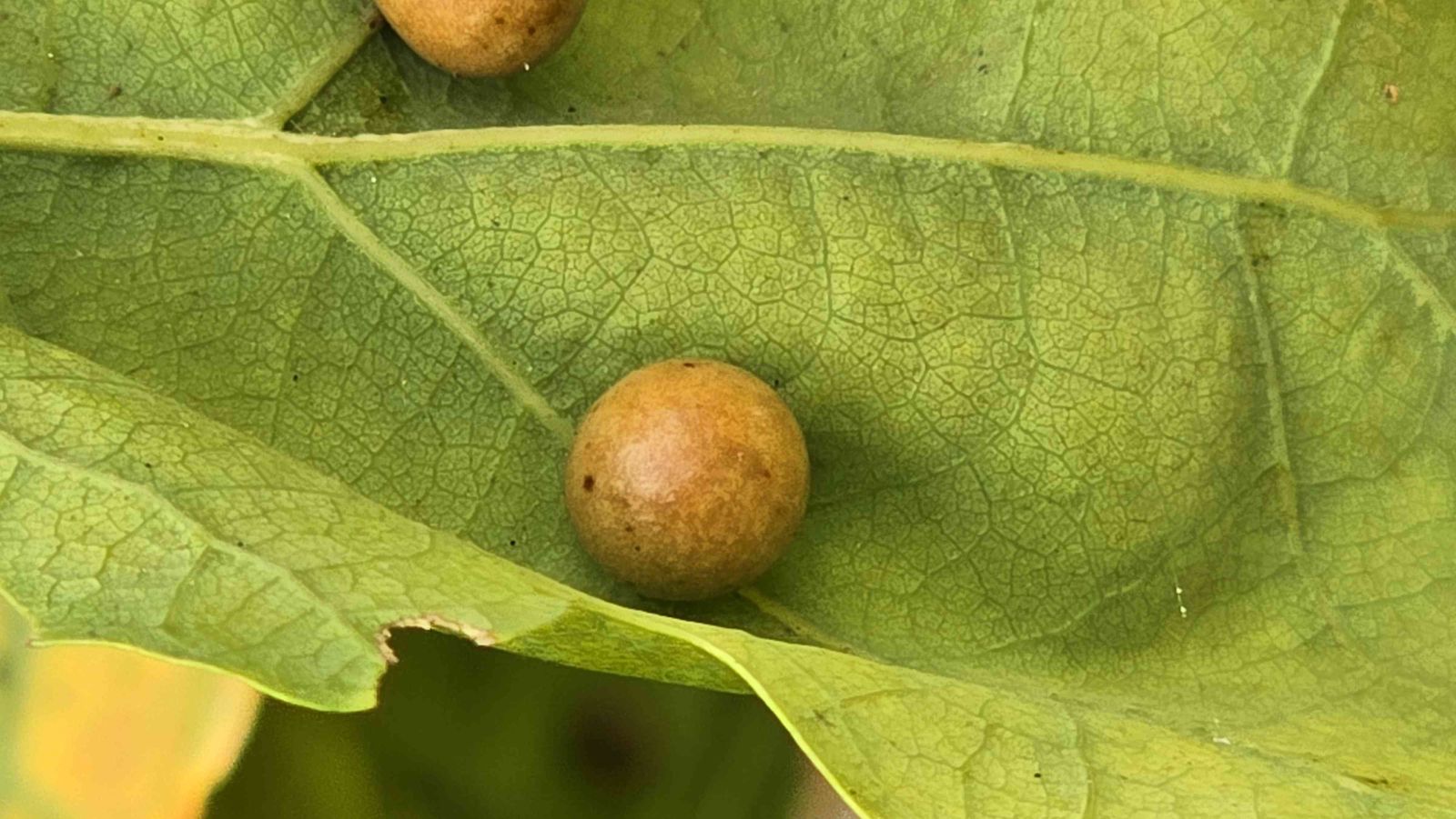 Cynips quercusfolii