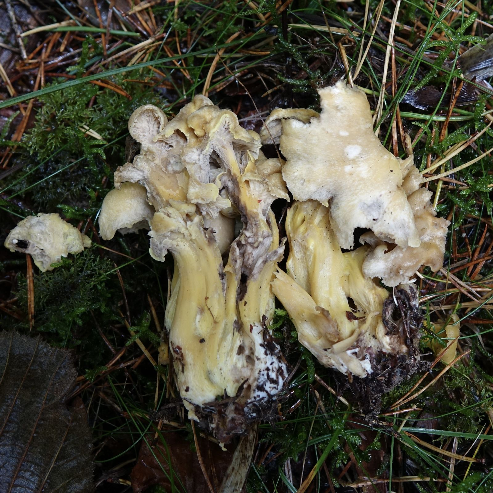 Craterellus melanoxeros