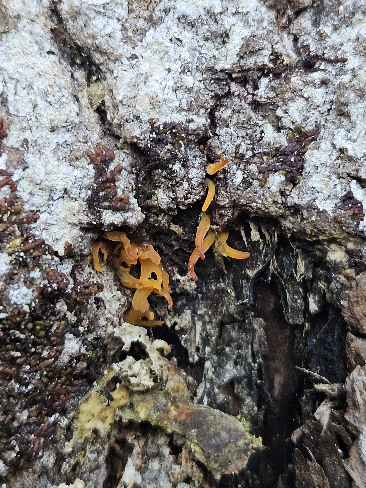Calocera cornea