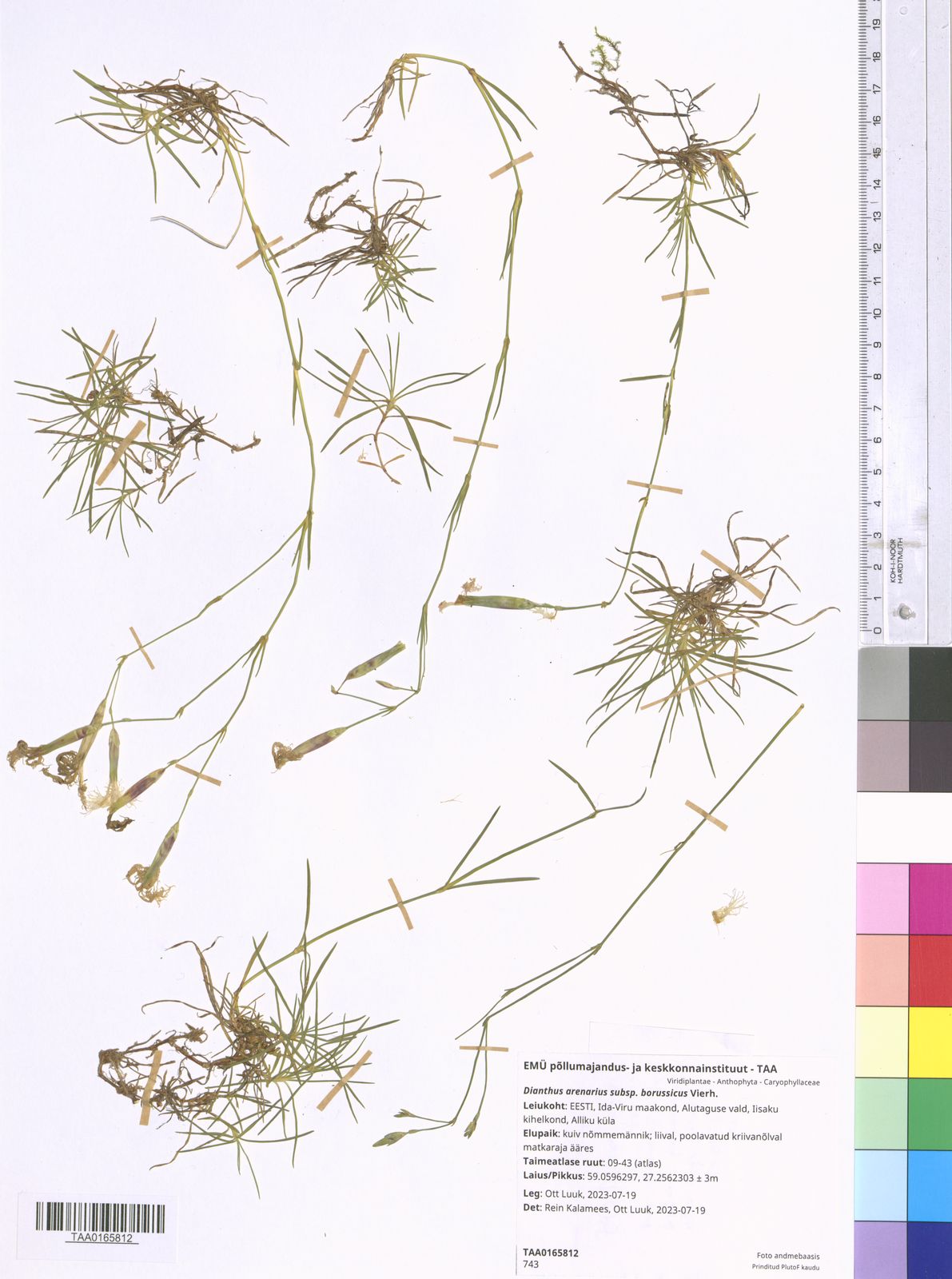 Dianthus arenarius subsp. borussicus