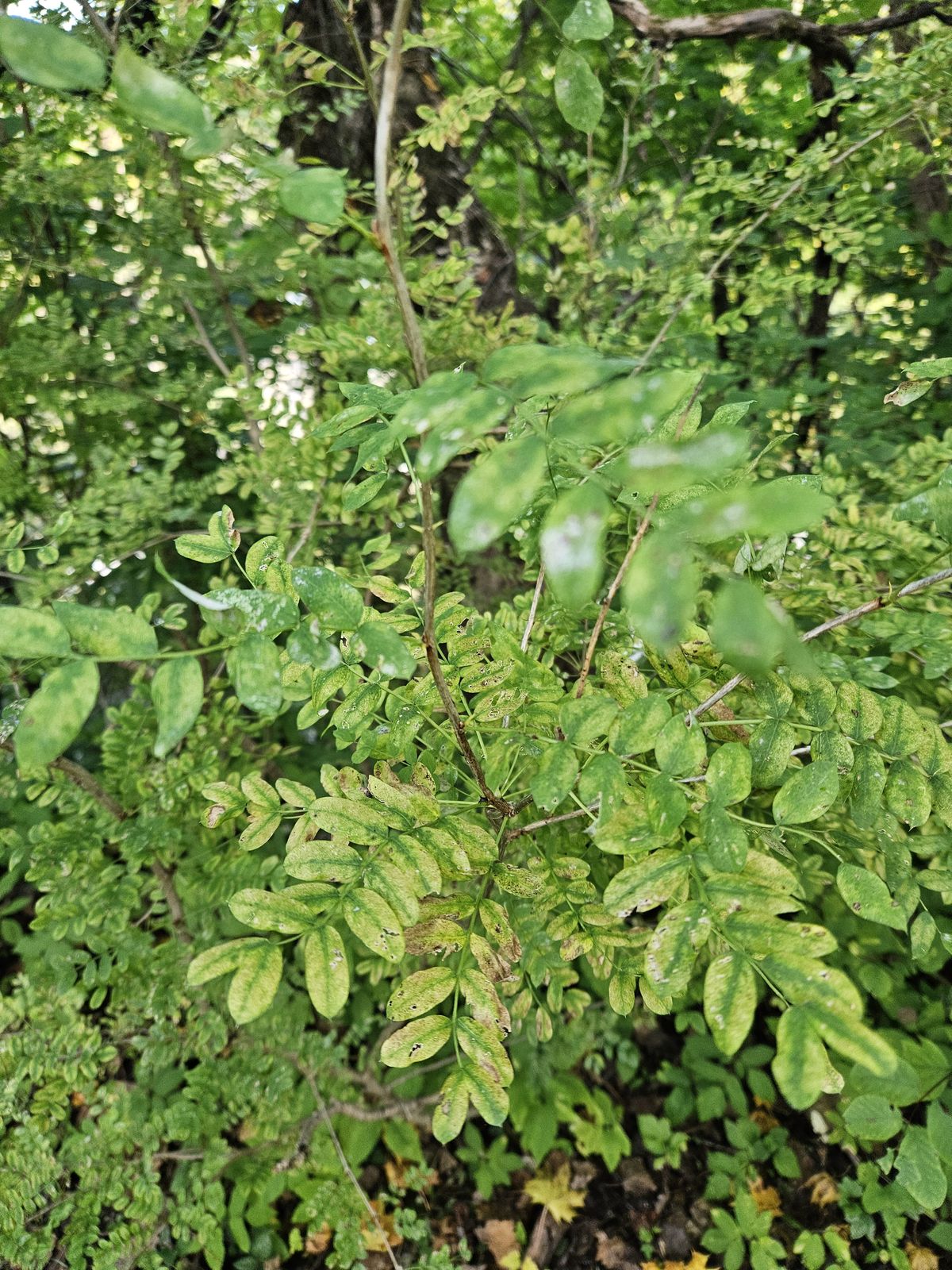 Caragana arborescens
