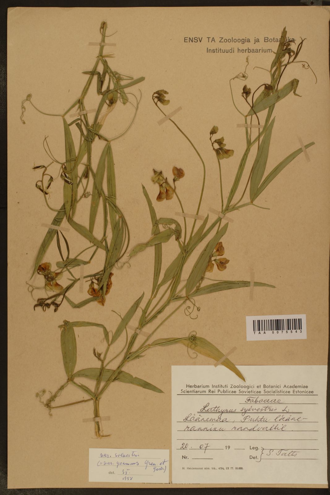 Lathyrus sylvestris