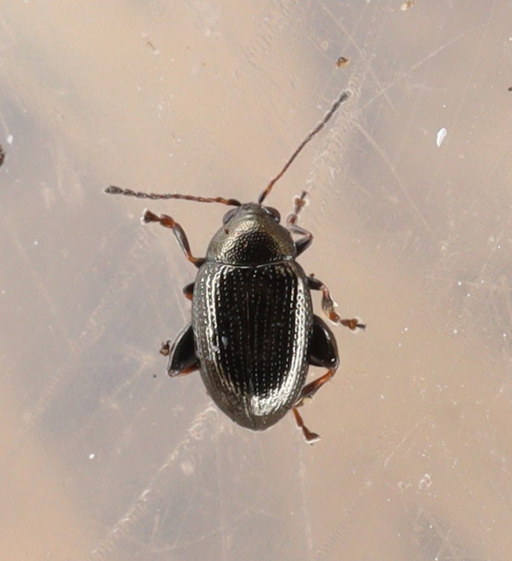 Chaetocnema concinna