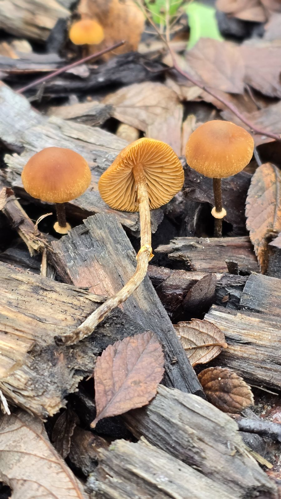 Conocybe tenera