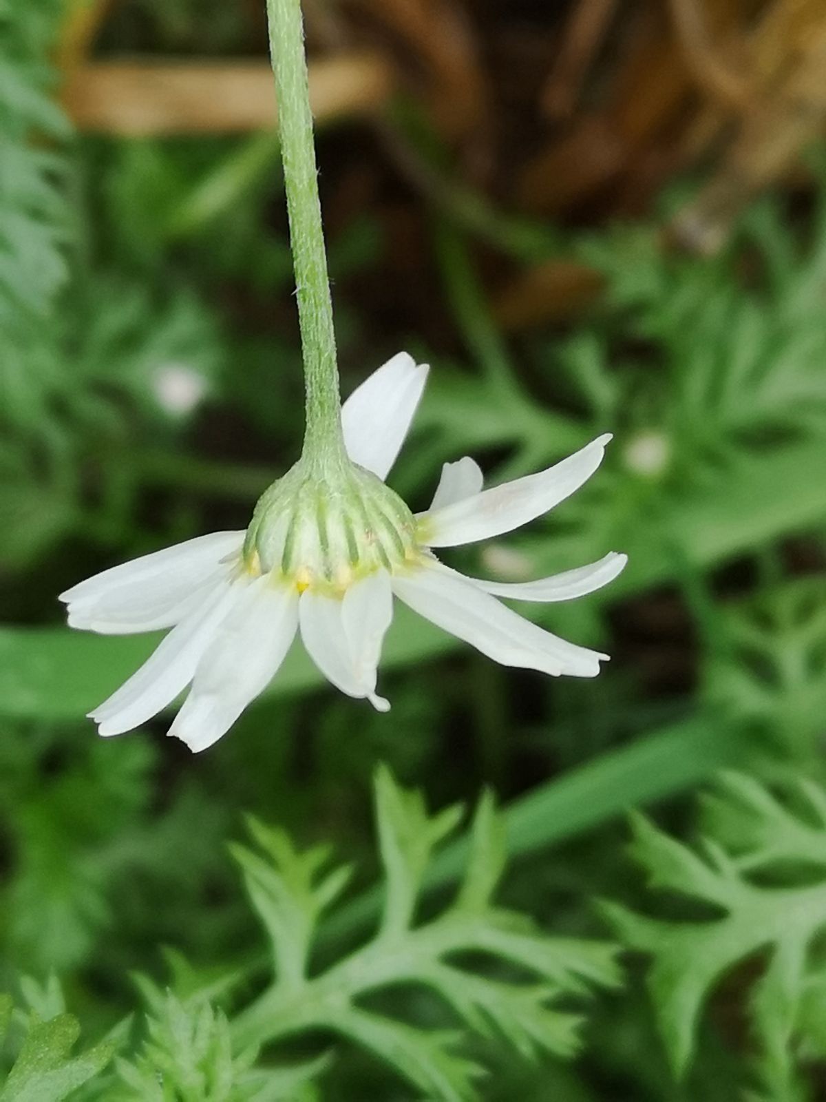Anthemis arvensis