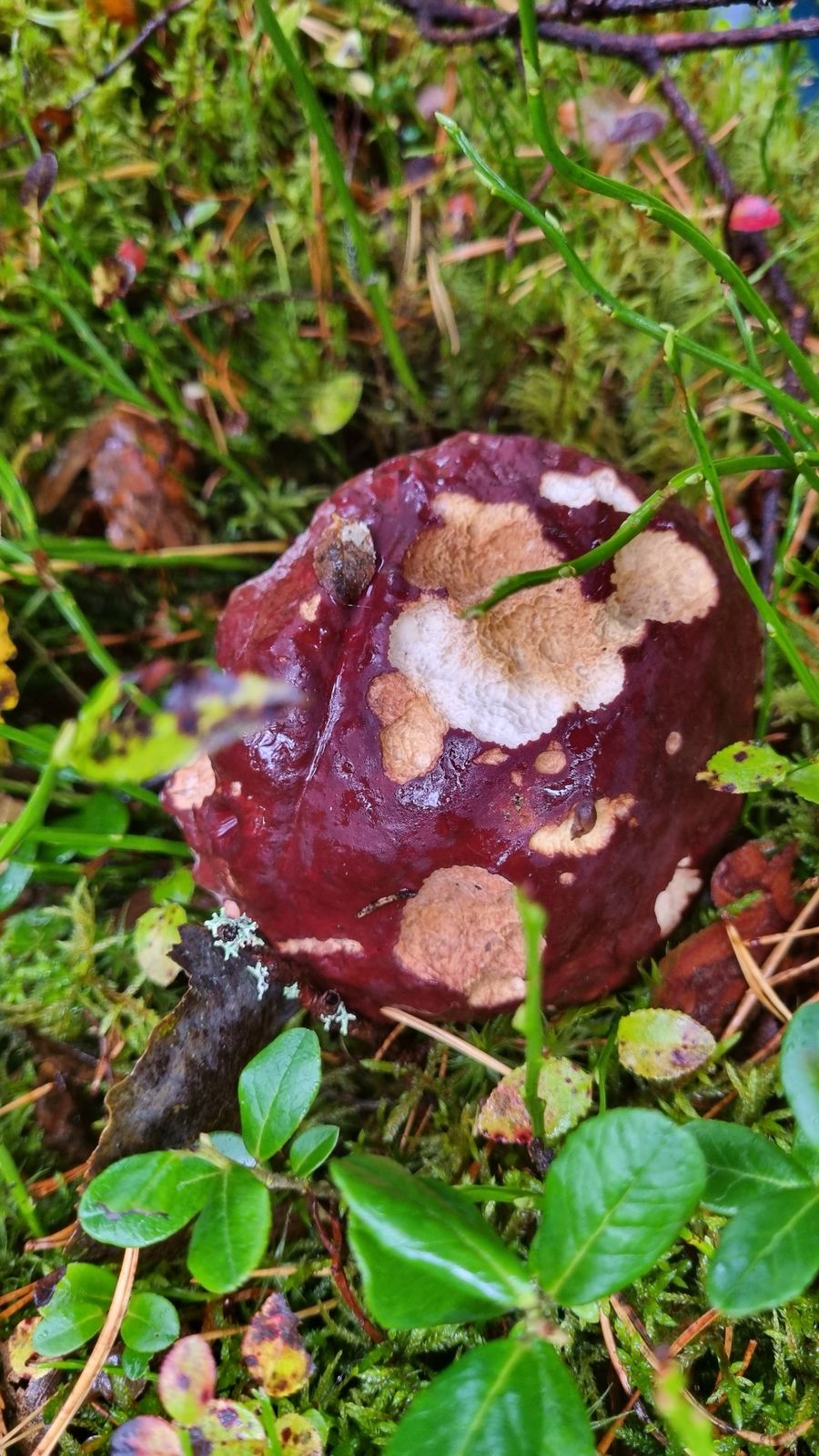 Boletus pinophilus