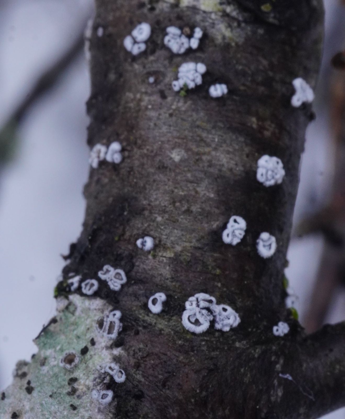 Lachnella alboviolascens