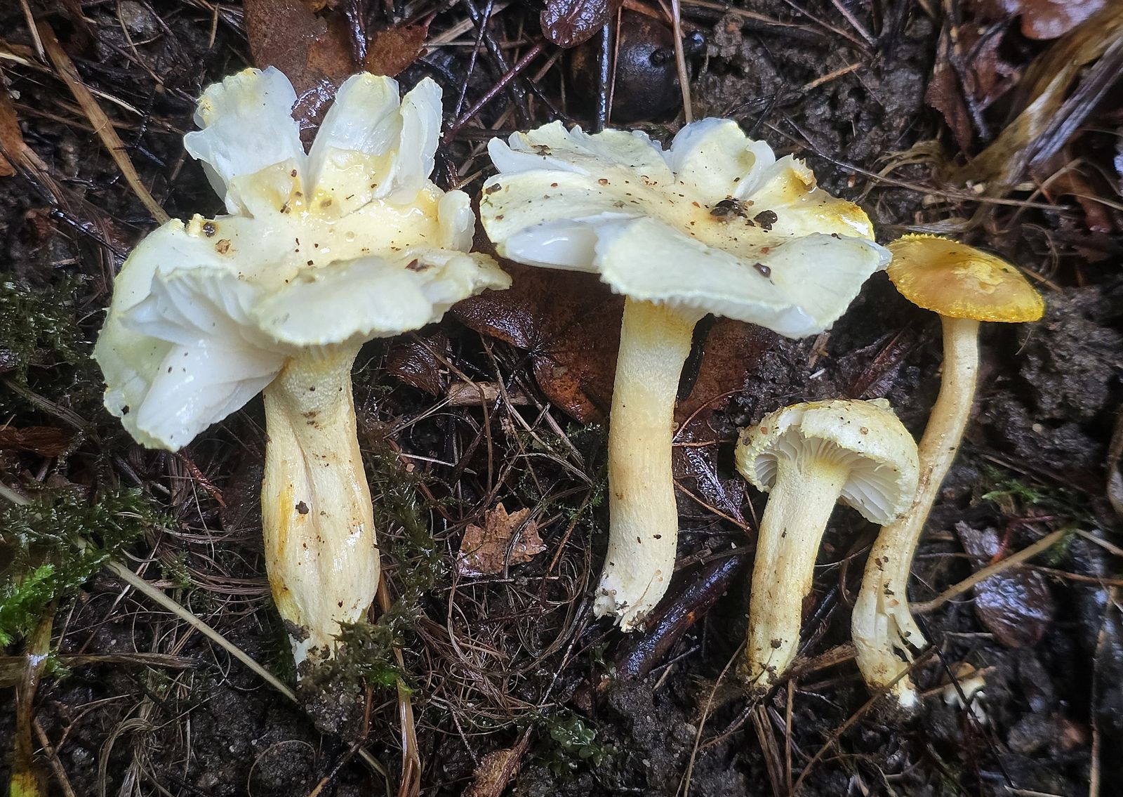 Hygrophorus chrysodon