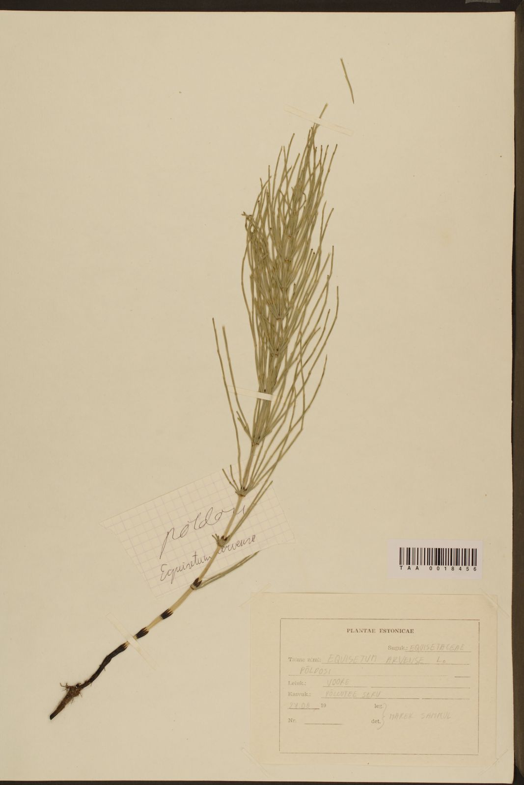 Equisetum arvense