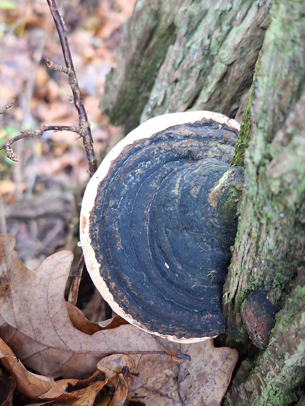 Phellinus igniarius