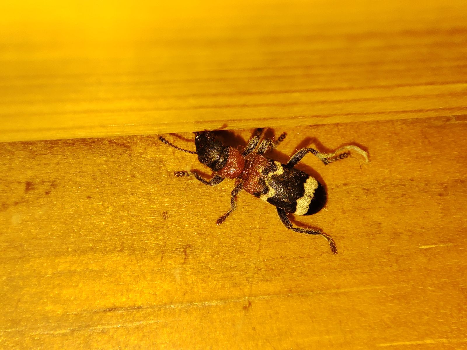 Thanasimus formicarius