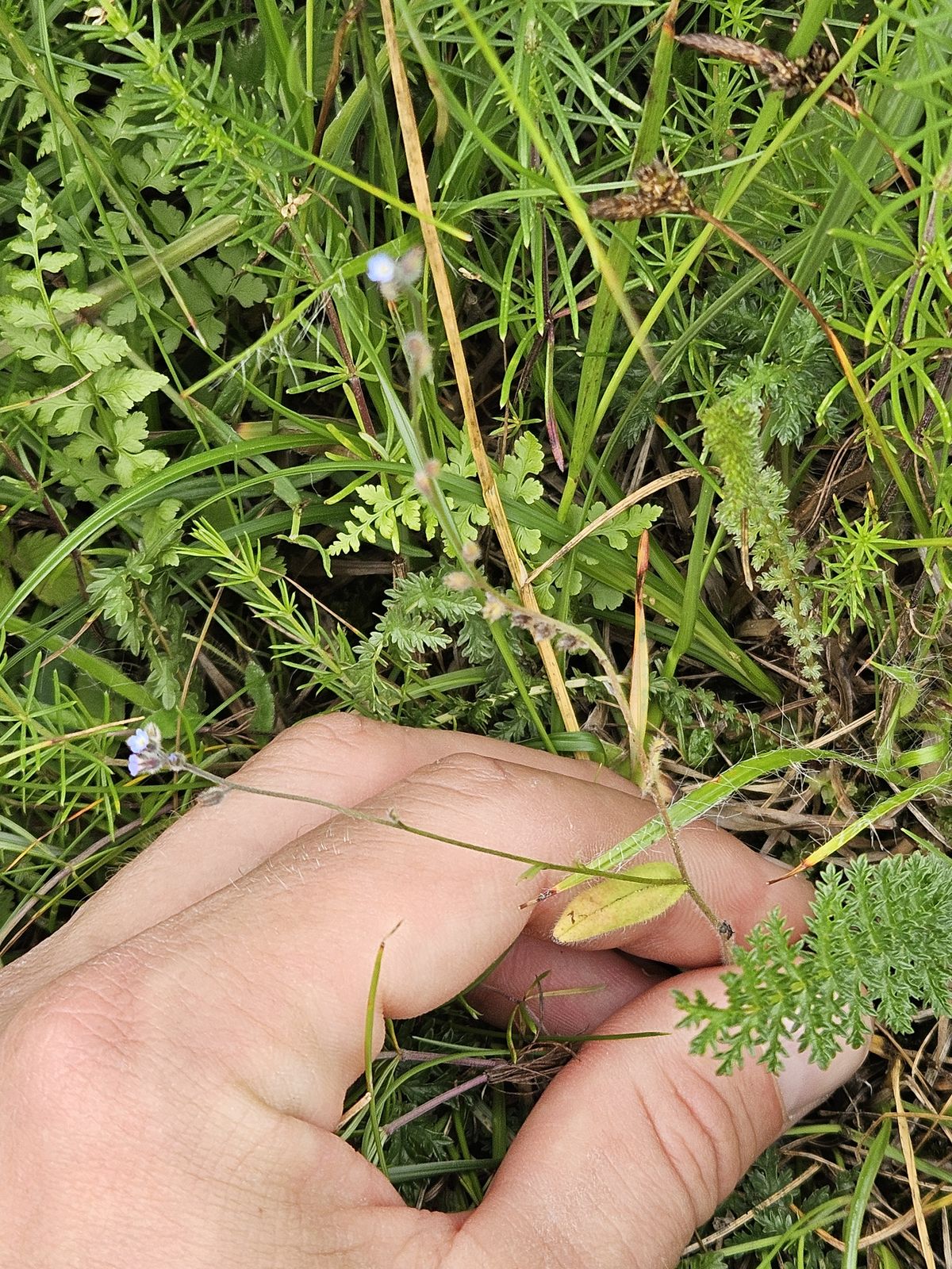 Myosotis ramosissima