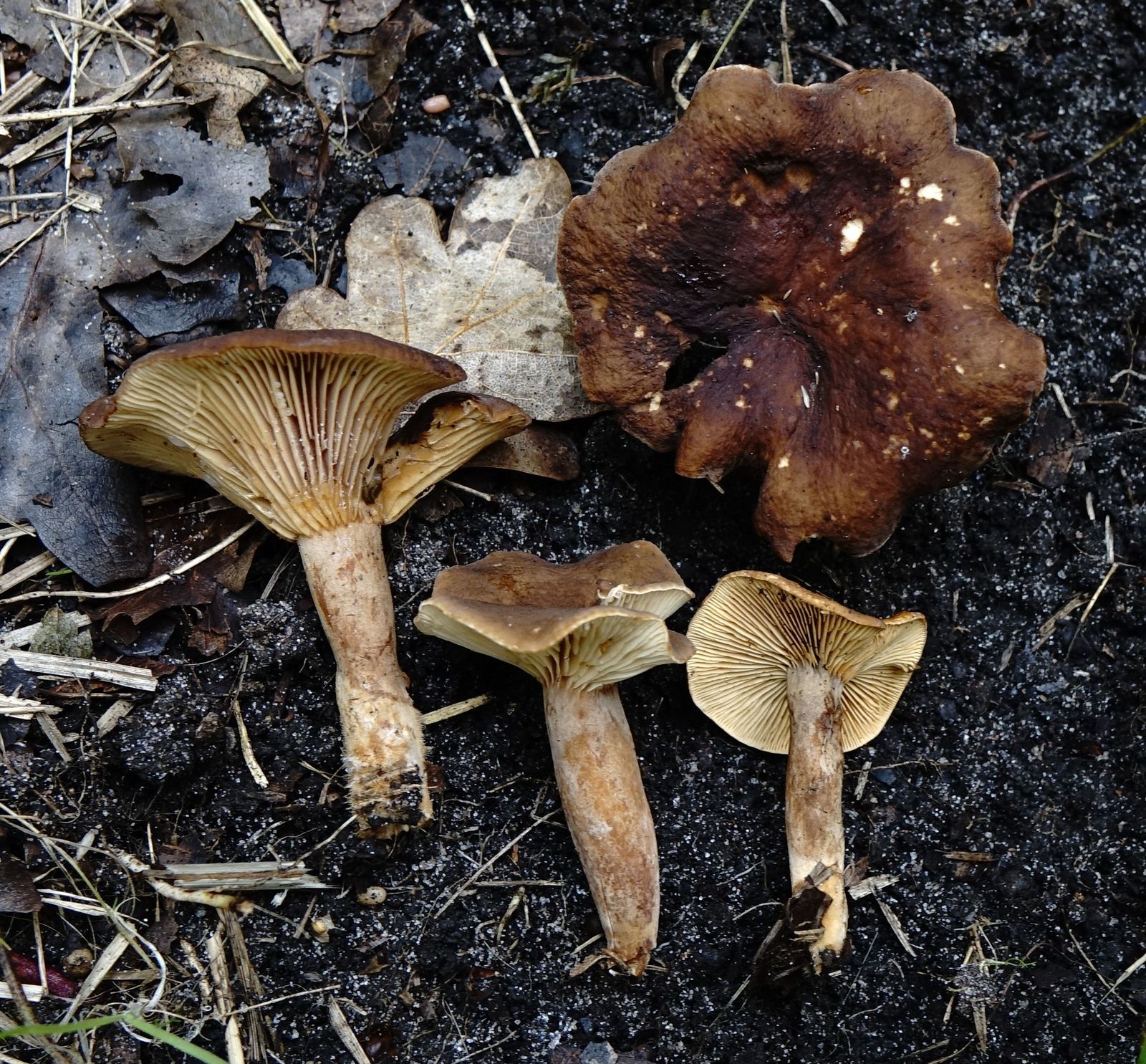 Lactarius serifluus