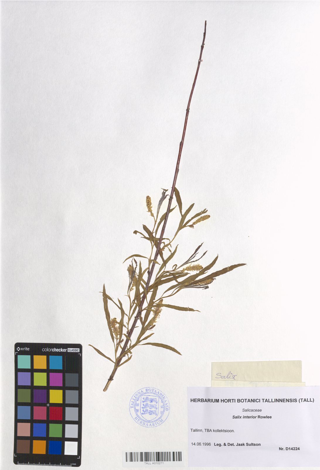 Salix interior