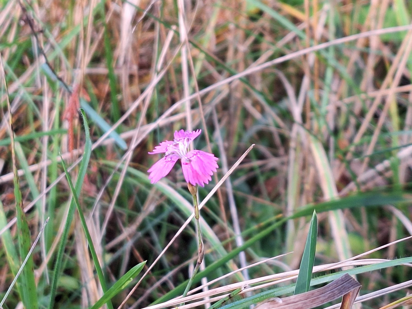 Dianthus deltoides