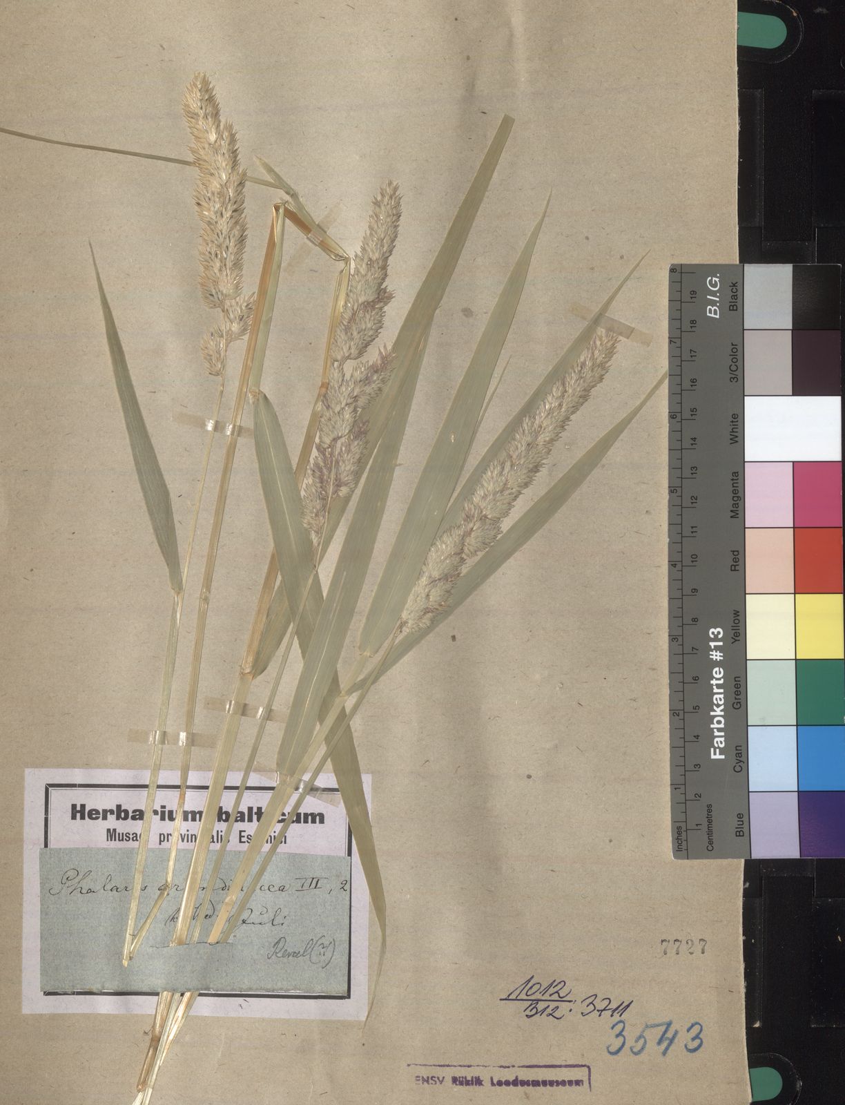 Phalaris arundinacea