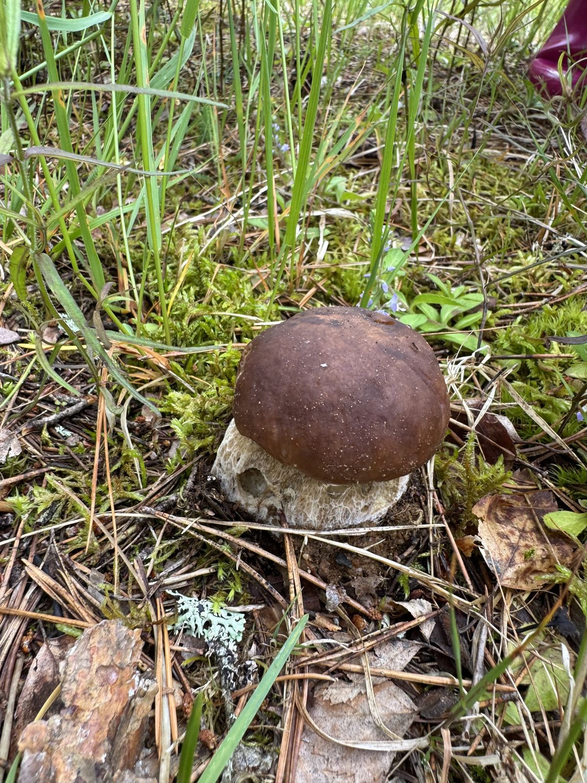 Boletus edulis