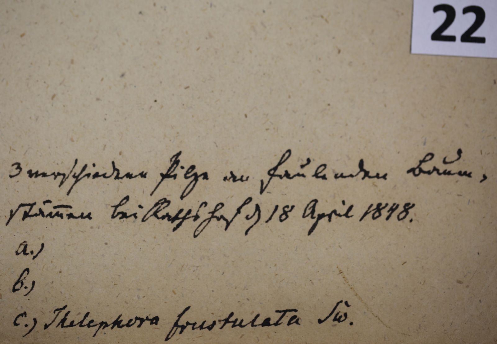 Tapinella atrotomentosa