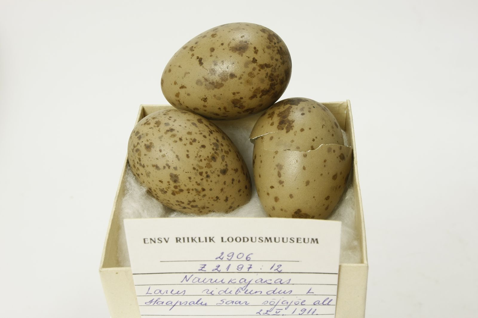 Chroicocephalus ridibundus