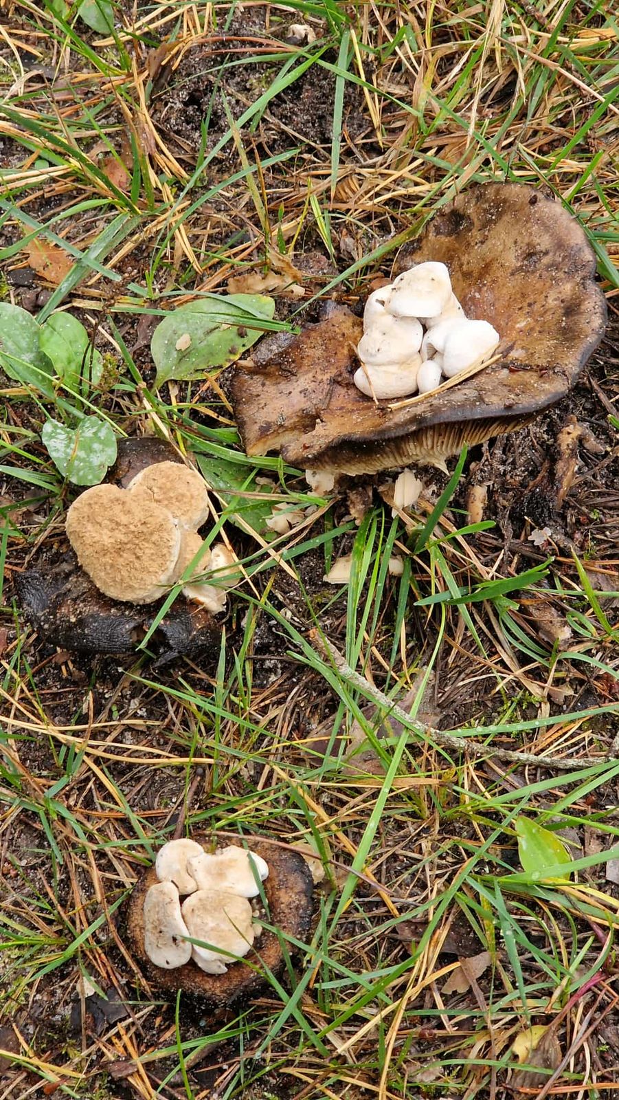 Asterophora lycoperdoides