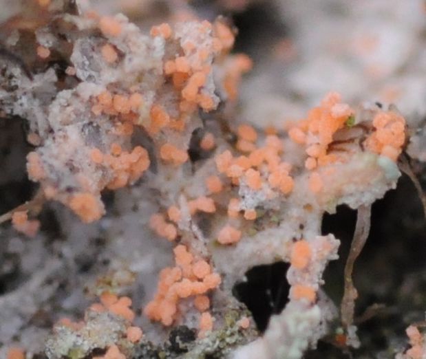 Erythricium aurantiacum