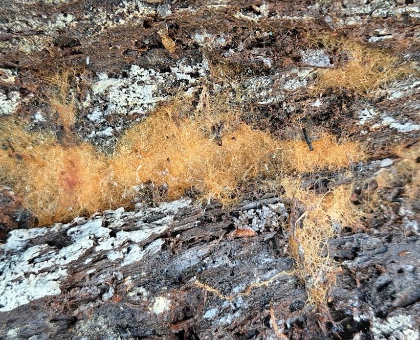 Botryobasidium laeve