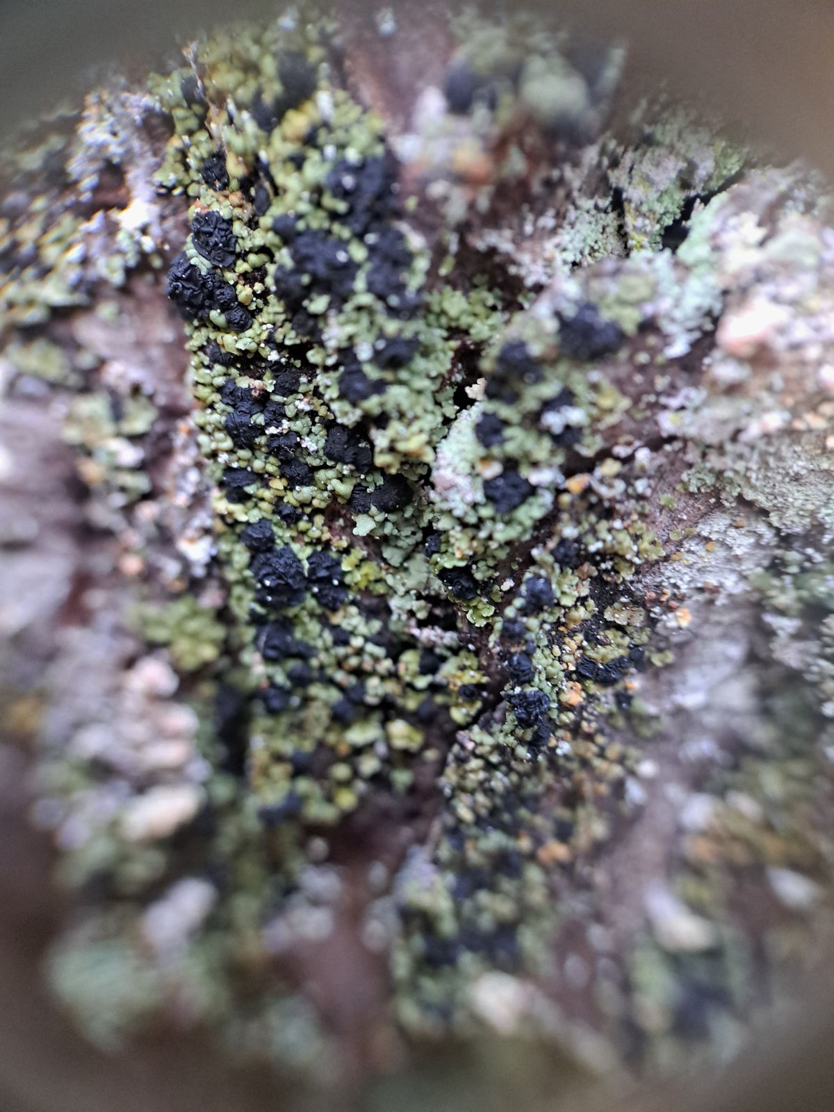 Xylopsora caradocensis