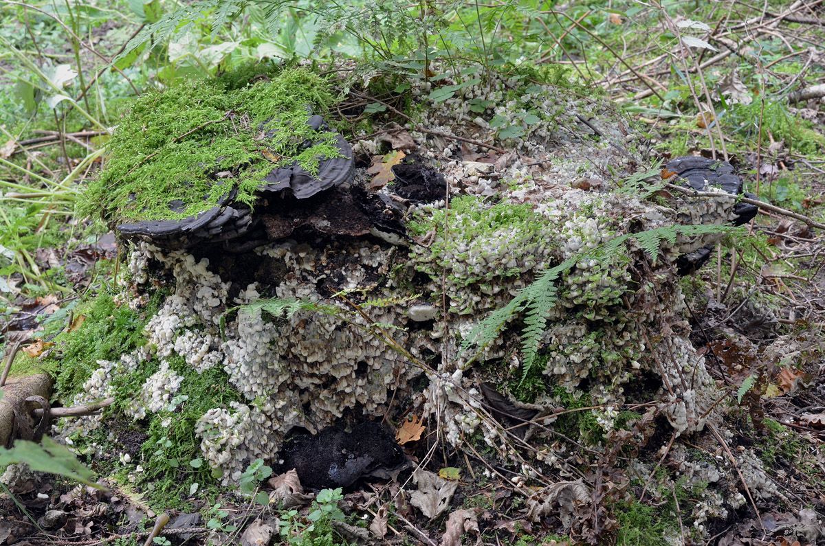 Physisporinus vitreus