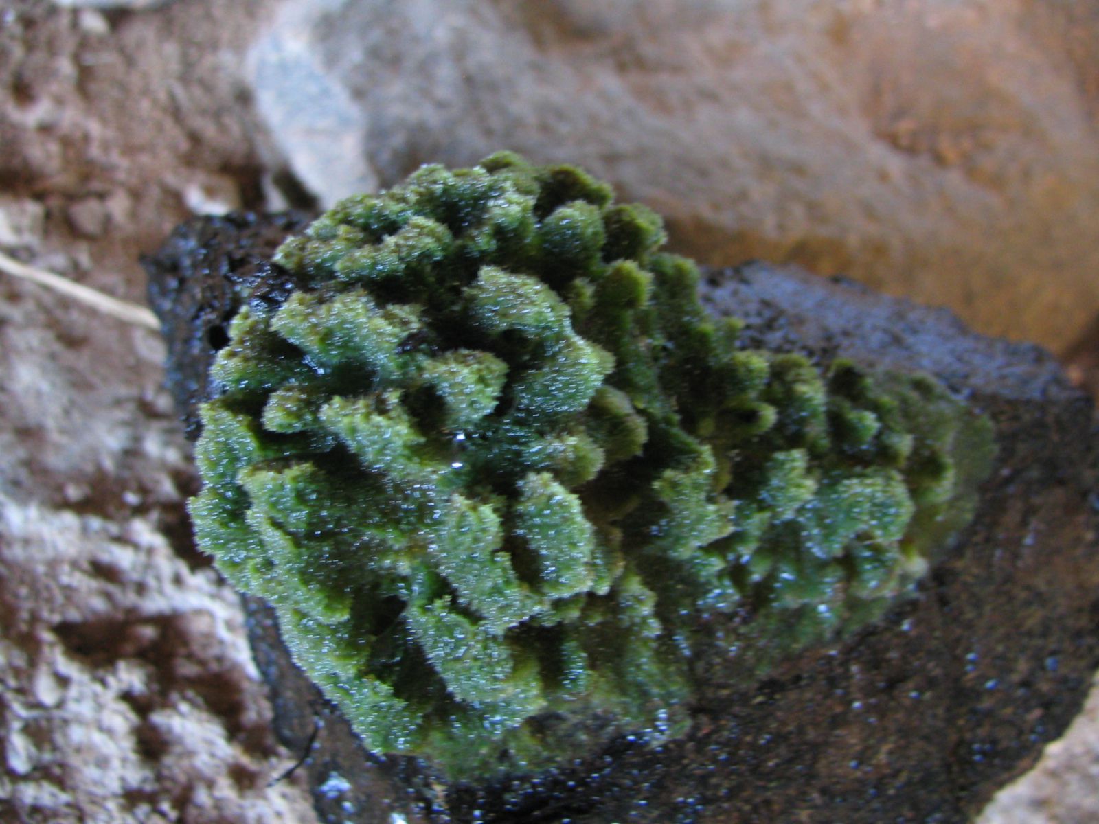 Ephydatia fluviatilis