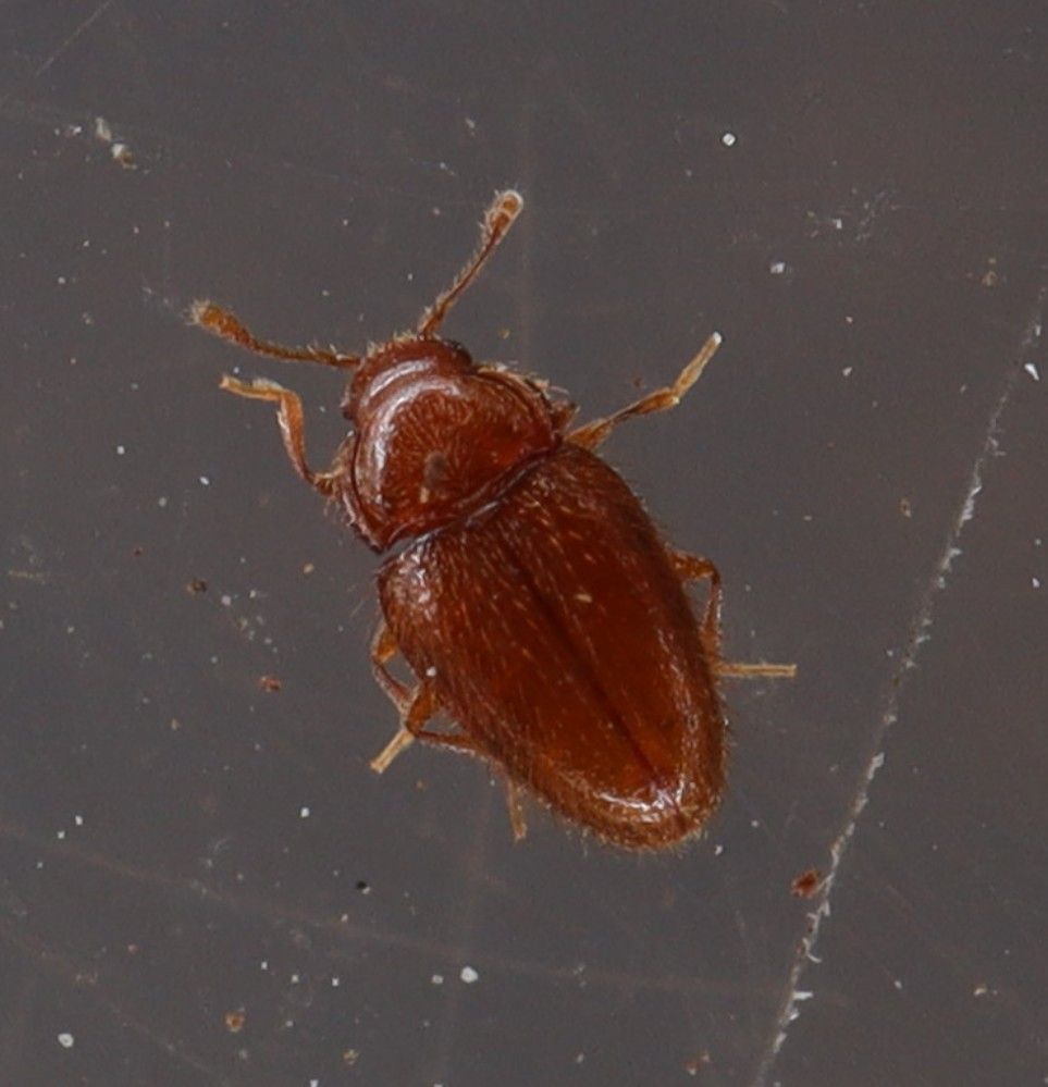 Mycetaea subterranea