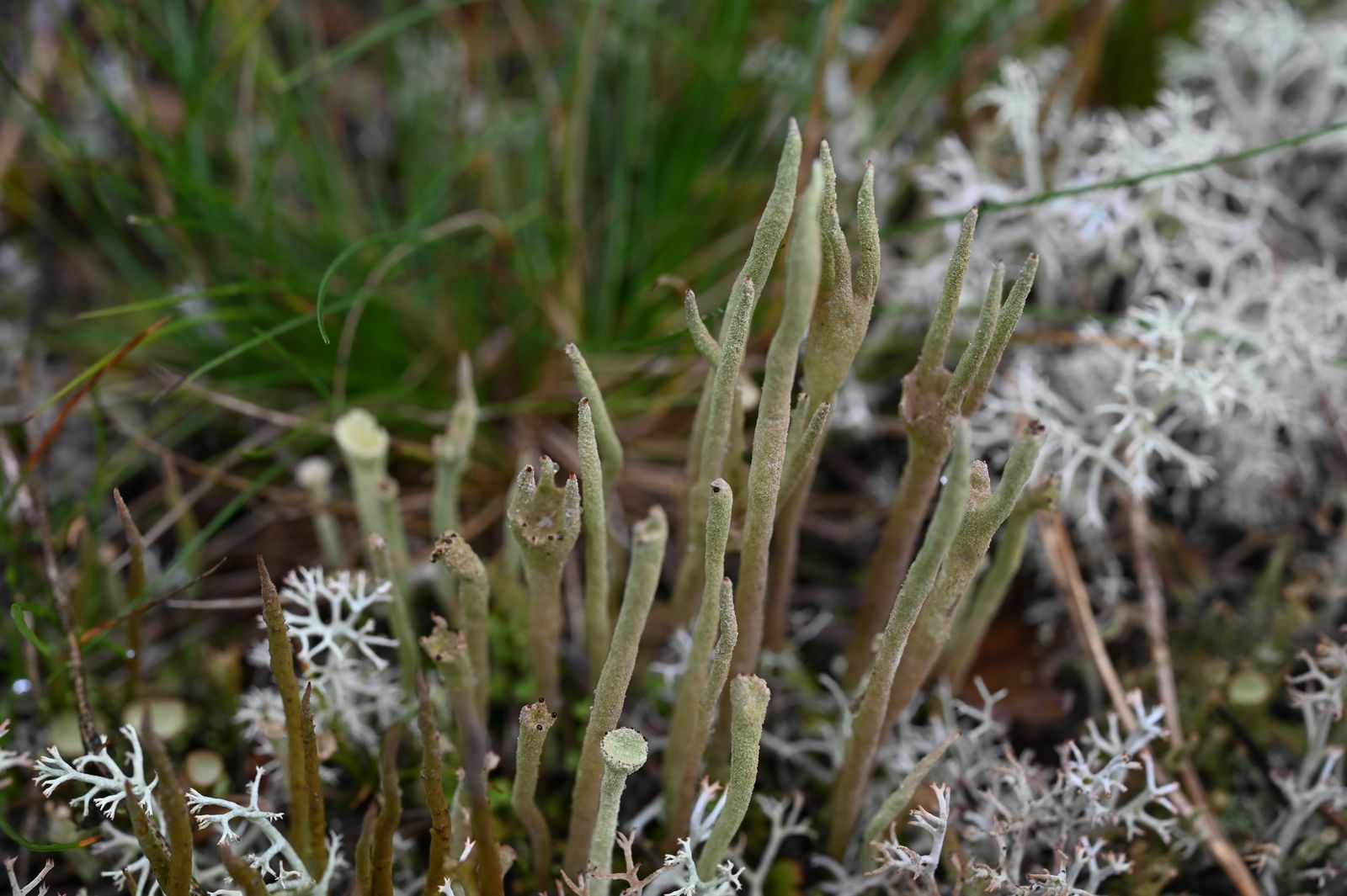 Cladonia subulata
