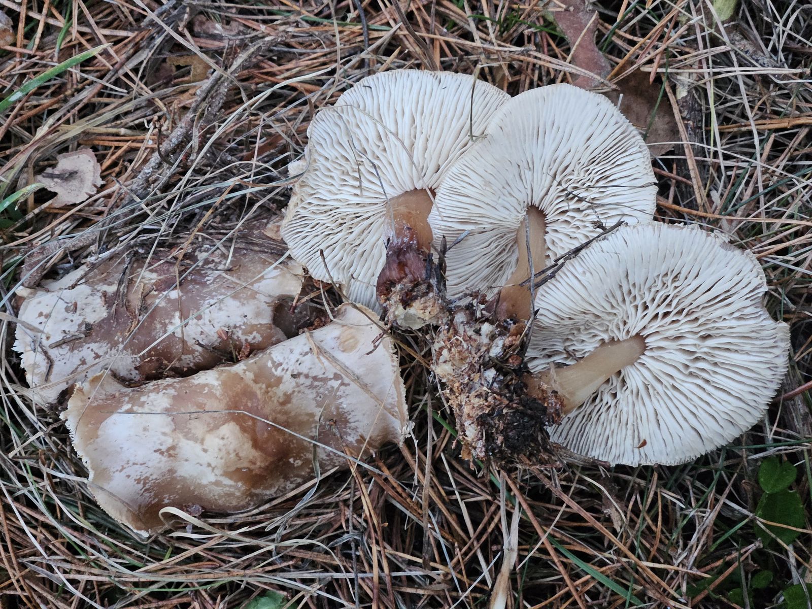 Rhodocollybia butyracea