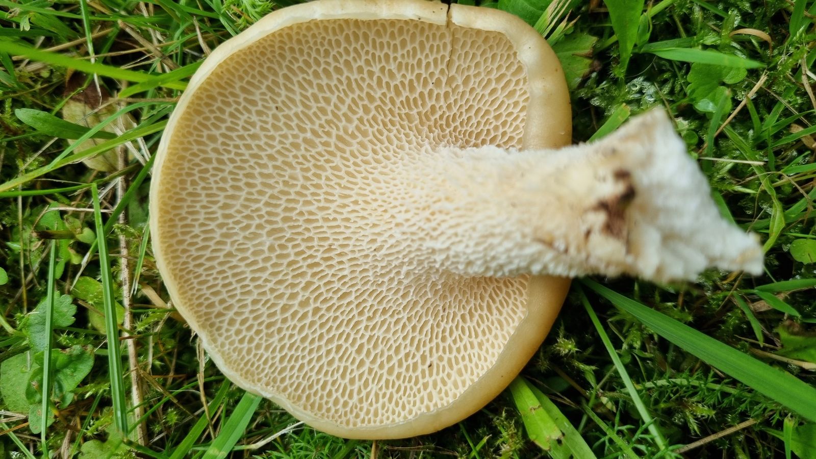 Cerioporus squamosus